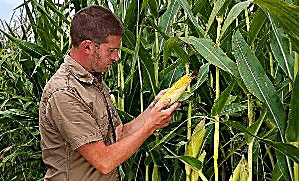 زراعة الذرة: فترة الزراعة ، أفضل الأصناف ، كيفية تحضير وتخزين البذور ، طرق ومخطط الزراعة ، رعاية إضافية