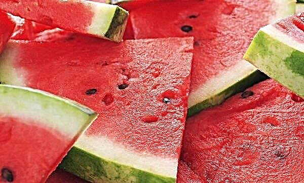 Watermelon with cholecystitis: chemical composition and calorie content, benefits and harms, rules and norms of use