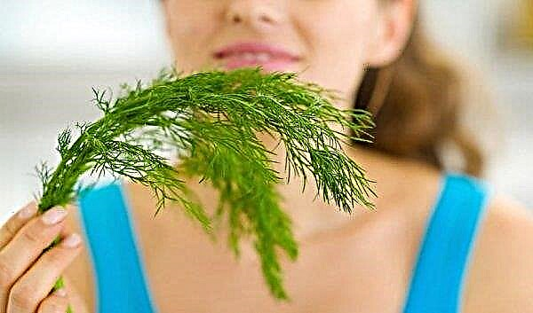 What is dill: description, medicinal properties and contraindications, features of growing, photo