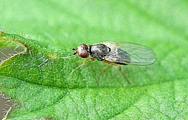 Korenčkova muha: opis in značilnosti škodljivca, vzroki za pojav, metode zdravljenja in zatiranje na vrtu