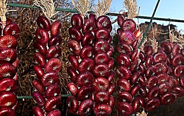 Zwiebel Jalta: Die Technologie des Wachstums aus Samen, die Vorteile und Schäden für den Körper, wie man sich von einem gefälschten Foto unterscheidet