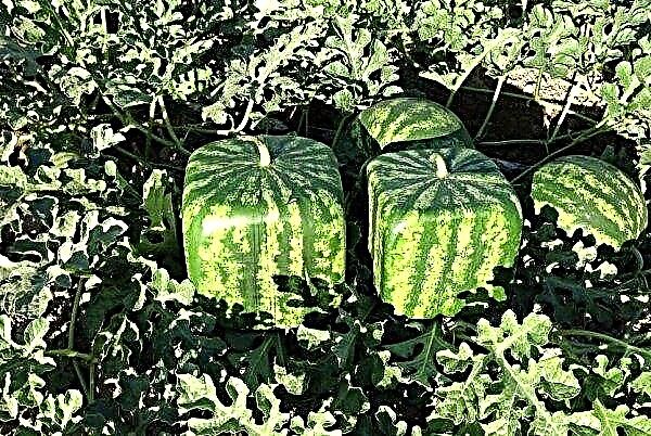 Quadratische Wassermelone: ​​Beschreibung mit Fotos, Vor- und Nachteile des Wachstums zu Hause