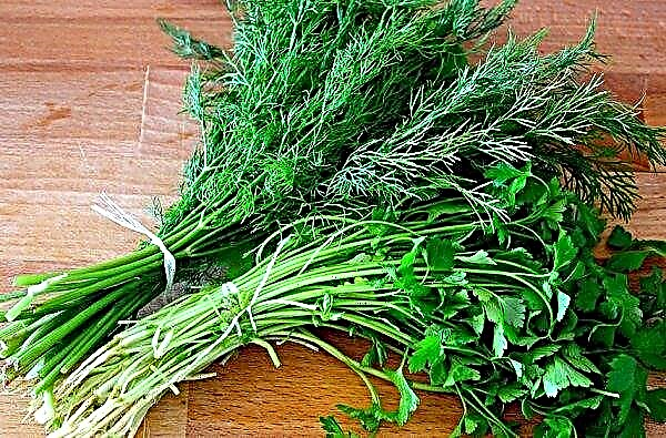 Is it possible to sow parsley and dill in the winter: how to do it and when to harvest them