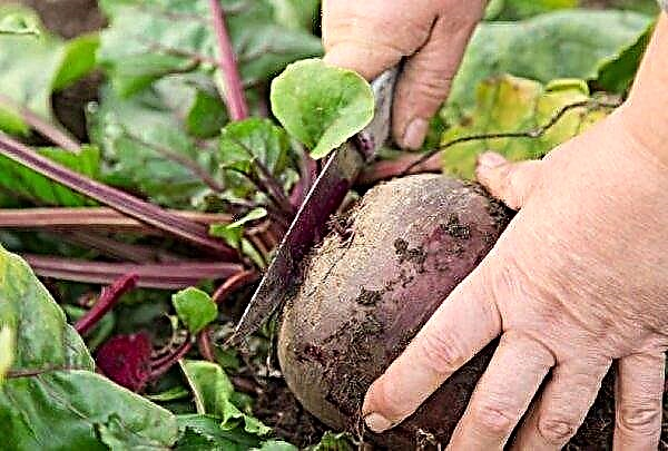 Feed beets: main varieties, planting, growing and care, yield, storage, when you can harvest, photo