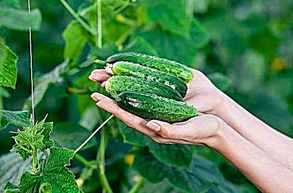 Cucumbers of the Zhuravlyonok variety: characteristics and description, seed preparation and planting in the ground, photo