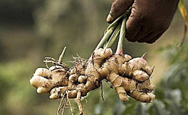 Ginger cultivation in Siberia: features, rules for the collection and storage of crops
