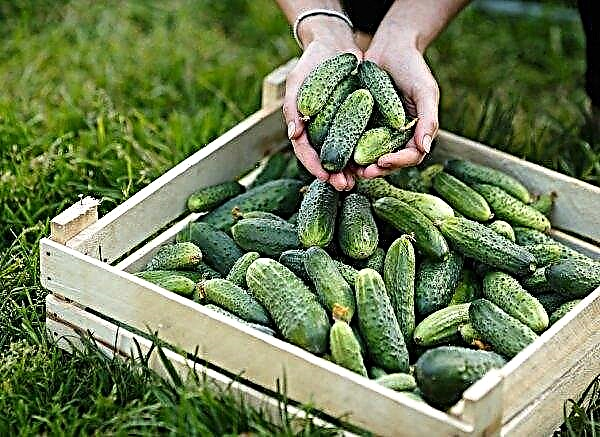 Cucumber varieties Parisian Gherkin: description and characteristics, pros and cons, planting, growing and caring for cucumbers, photo
