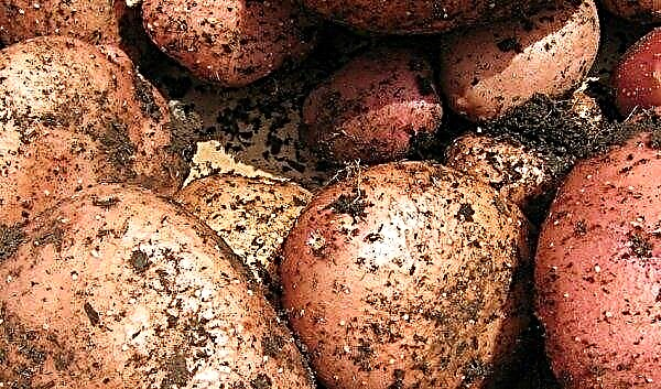 البطاطس Ryabinushka: الوصف والخصائص ، طعم تنوع ، زراعة ورعاية البطاطس ، الصورة
