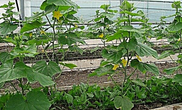 Qué se puede plantar en un invernadero con pepinos: características del cocultivo, características, criterios de compatibilidad