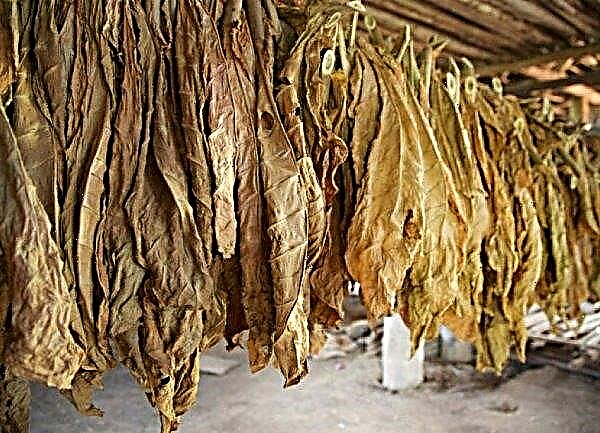 Tabakas trapezond: audzēšana un kopšana mājās, savākšana un tālāka apstrāde, foto