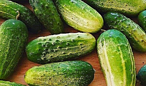 Lukhovitsky cucumbers: description of varieties with photos, reviews where they are grown