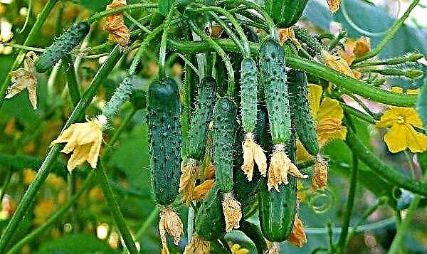 Komkommers Tot ieders jaloezie: beschrijving en kenmerken van de variëteit, landbouwtechniek van planten en verzorgen, foto