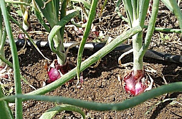 Cebola Yalta: tecnologia de cultivo de sementes, regras de plantio e cuidado, descrição e características