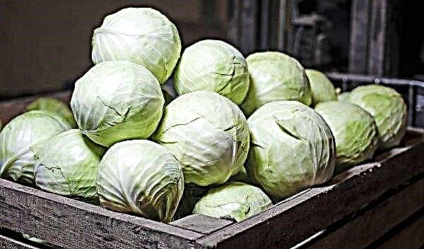 The best varieties of cabbage for storage for the winter: hybrid and late, storage features