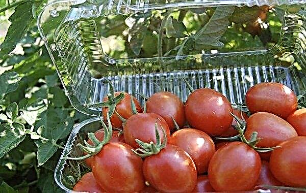 Tomato Countryman: description and characteristics, cultivation of varieties, productivity, photo