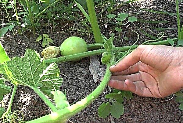 Muscat pumpkin: varieties, photo and description, cultivation in the open ground