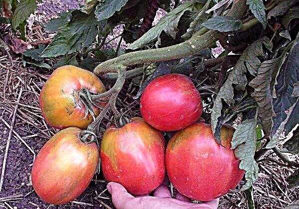 Flaming Tomato Pink: charakterystyka i opis odmiany, zdjęcie, plon, sadzenie i pielęgnacja