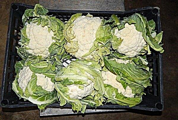 Storage of cauliflower at home: methods, terms, preparation for storage