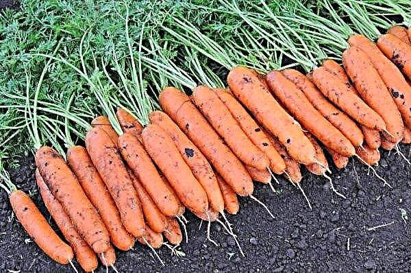 De ce morcovii sunt stângaci și excitat: cauze și metode de soluție
