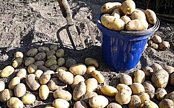Potatoes Sonny: deskripsi dan karakteristik varietas, rasa, karakteristik pertumbuhan, foto, video