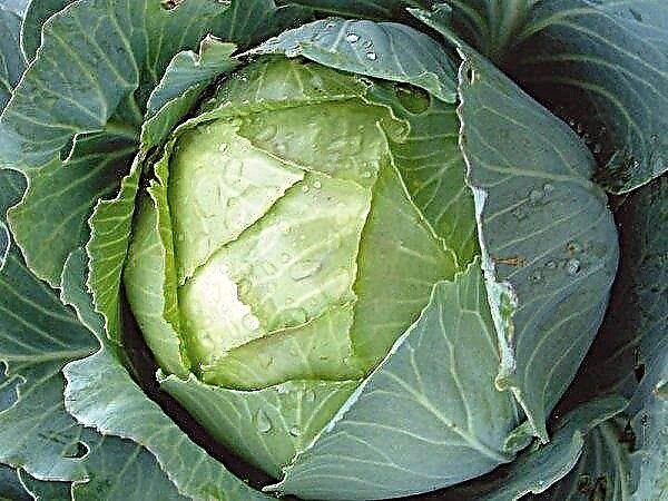 Amager cabbage: characteristics and description of the variety, cultivation and care