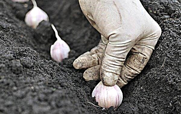 What fertilizer to apply in the fall for planting garlic?