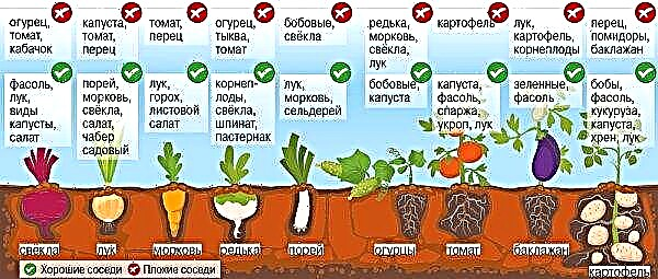 Then you can plant potatoes for the next year, how to choose the right crop, what is better not to plant after potatoes