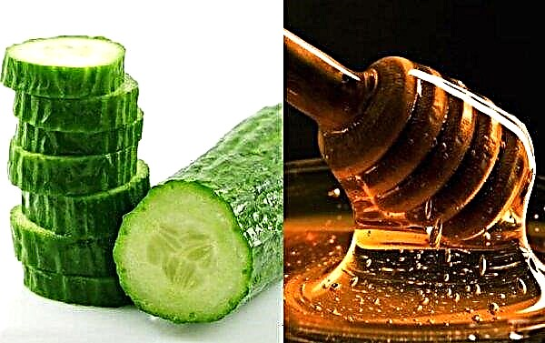 Cucumber with honey: benefits and harms, chemical composition and calories, rules and norms of use