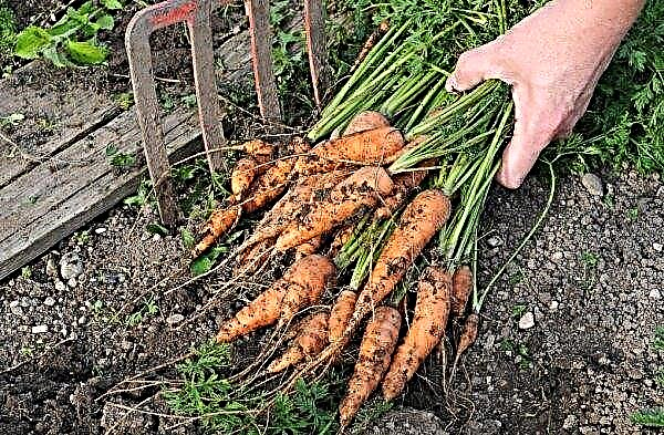 Pourquoi les carottes ne sont pas sucrées et non juteuses: comment grandir et sucrer, les meilleures variétés
