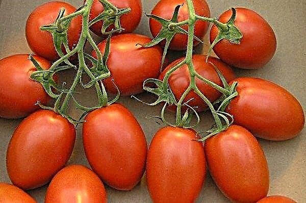 Tomate Diabolik F1: características y descripción de la variedad con una foto, rendimiento, características de siembra, cultivo y cuidado, foto