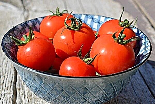 토마토를 저장하는 방법-규칙, 용어 (신선, 건조, 건조)