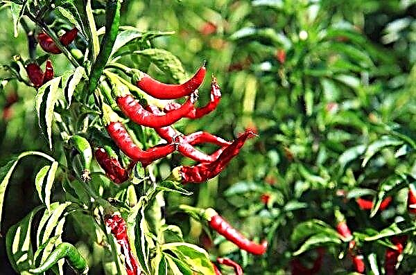 When to remove peppers from a bush (in open ground and in a greenhouse): the optimal time, how to understand that pepper is ripe, how to remove