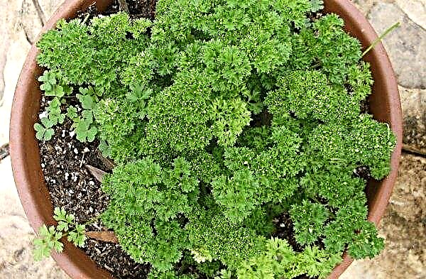 Curly parsley is prohibited: properties, varieties, why it is forbidden, whether there are narcotic substances in it