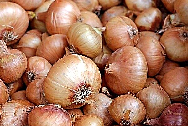 How and where to store onions in the apartment: in winter, autumn, until spring, on the balcony, at home