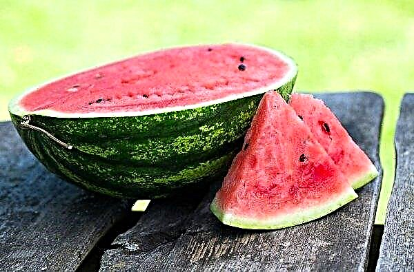 Hoeveel watermeloen kun je per dag eten: consumptienormen, wat er gebeurt als je te veel eet, hoe je een product kiest