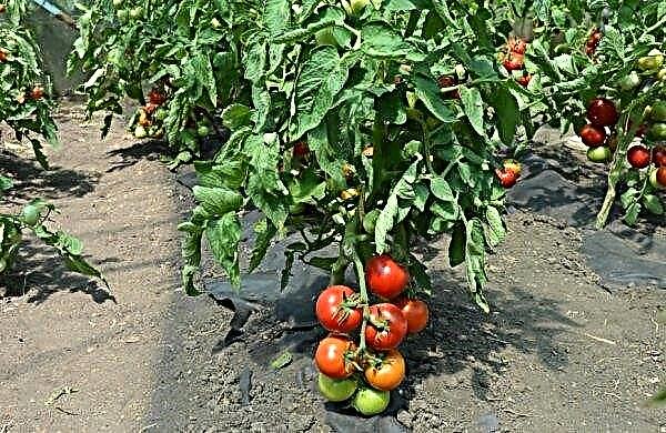 Tomato Anyuta: charakteristika a popis, vlastnosti pestovania odrody, výnos, fotografia