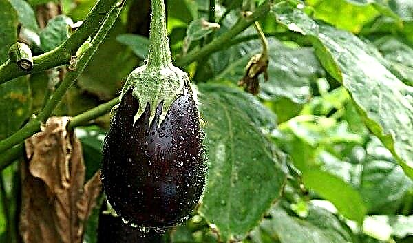 Clorinda aubergine: sortsbeskrivning, sorts egenskaper och smak på sorten, foto