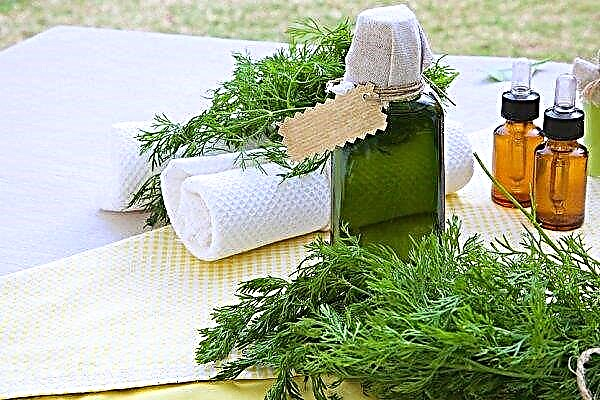 Dill and parsley: which is more useful, benefits and harms to the body, what vitamins are present