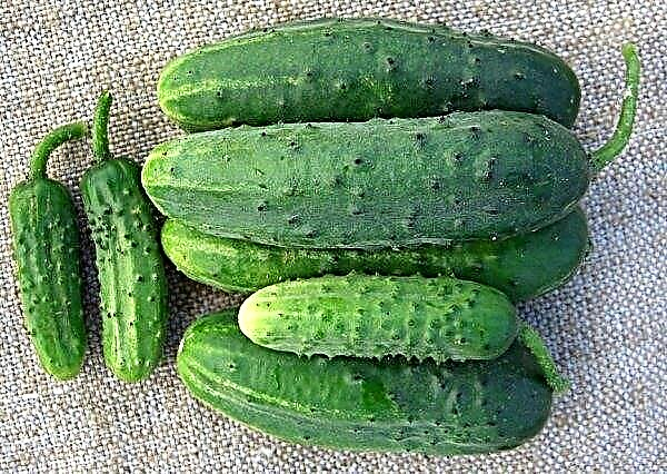 Cucumbers Trilogy: description and characteristics of the variety, planting and care, photo