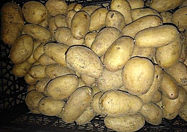 Potatoes Holland: kenmerken en kenmerken van het ras, voor- en nadelen, planttechnologie en verzorging van het ras, foto