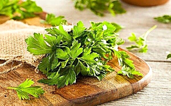 Parsley as a diuretic: how to brew, properties, how to use?