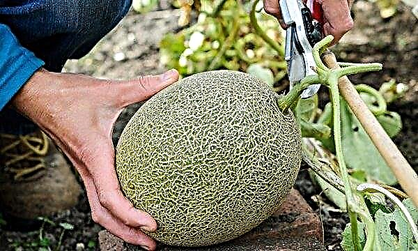 Melone Gulyabi: Nutzen und Schaden, Beschreibung, Kultivierung und Pflege