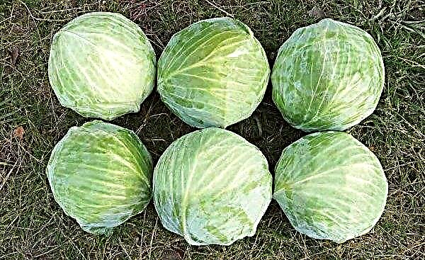 Blizzard cabbage: description and characteristics, advantages and disadvantages, cultivation and care, photo