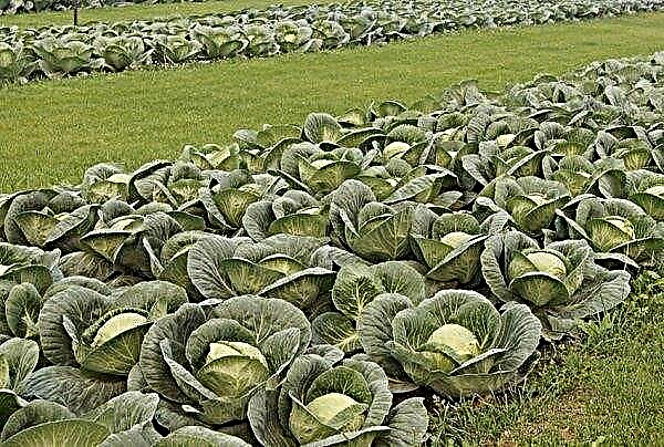 Cabbage Pandion: description and characteristics, pros and cons of the variety, cultivation and care, photo