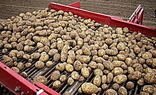ג'נקה תפוחי אדמה: תיאור ומאפייני המגוון, הטעם, המאפיינים ההולכים וגדלים, תמונות, וידאו