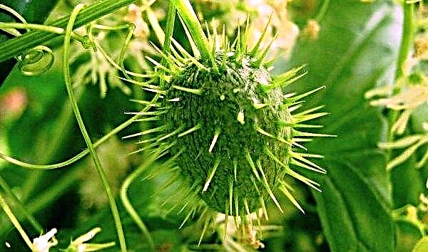 Concombre Anguria Antilsky: description et caractéristiques de la variété, en particulier plantation et entretien, photo