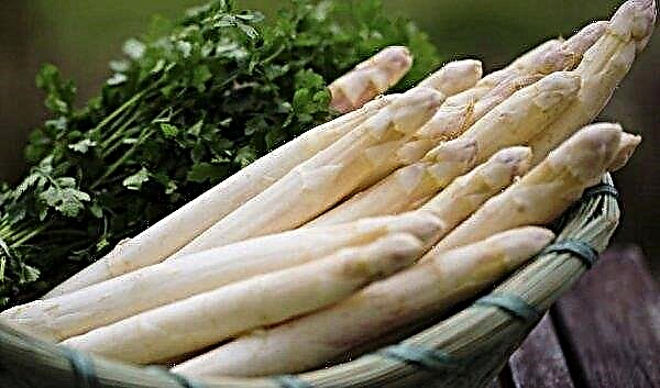 White asparagus: features of cultivation and care, properties, especially cooking, photo
