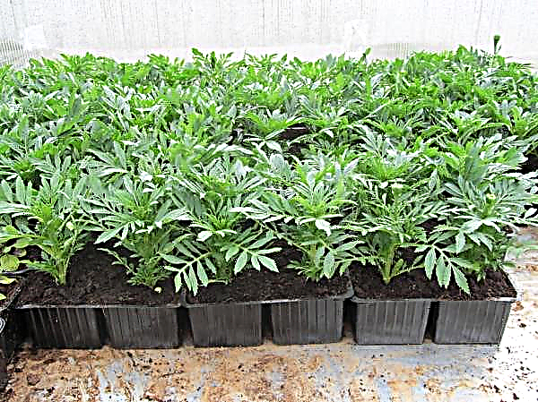 Growing seedlings of marigolds without land