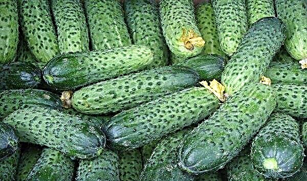 Cucumbers Marinda F1: description and characteristics of the variety, sowing rules, cultivation and care, photo