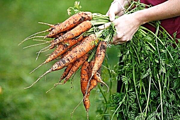 Hvad jord gulerødder kan lide: hvordan man ordentligt forberede jorden til plantning gulerødder derhjemme, video